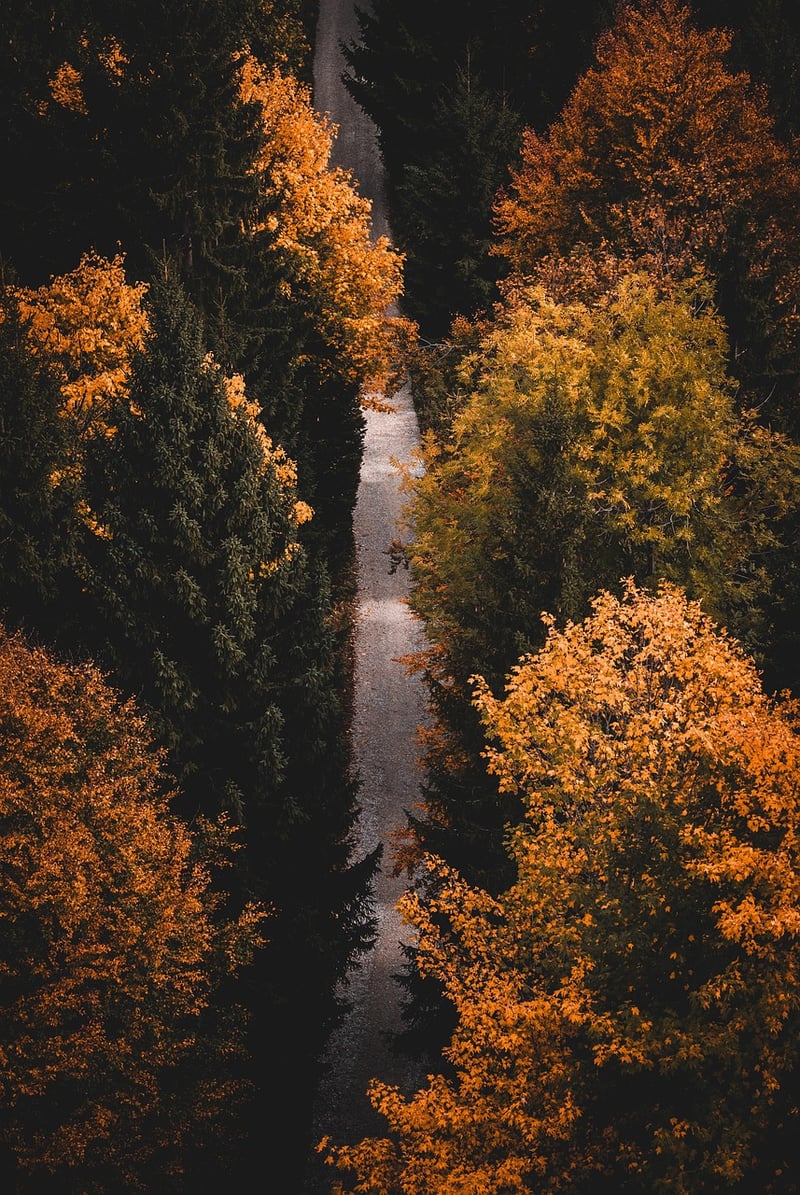 Autumn Forest Trekking